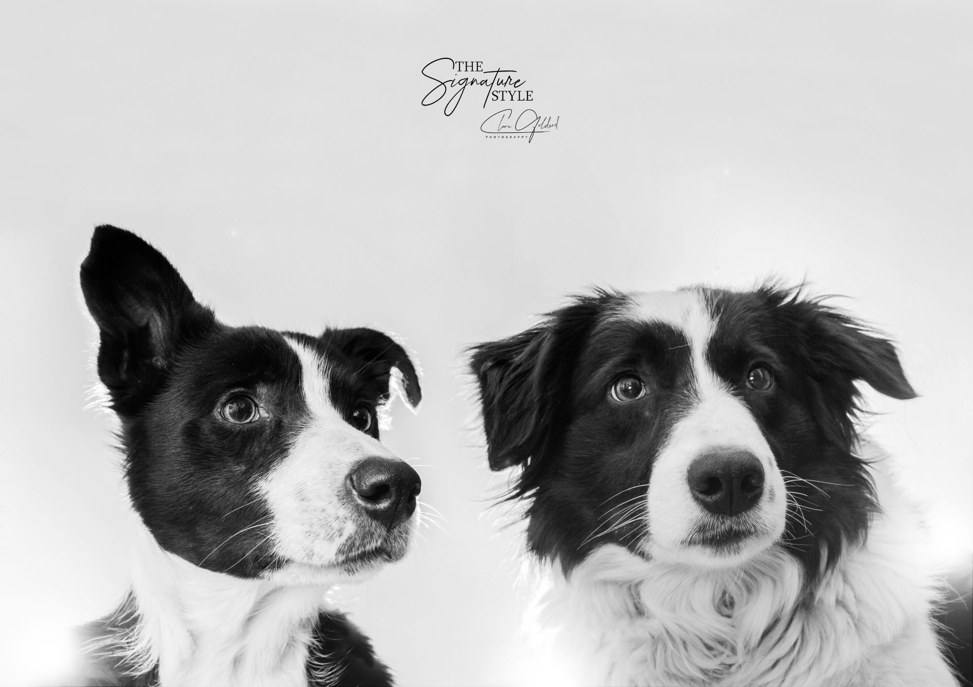 border collie