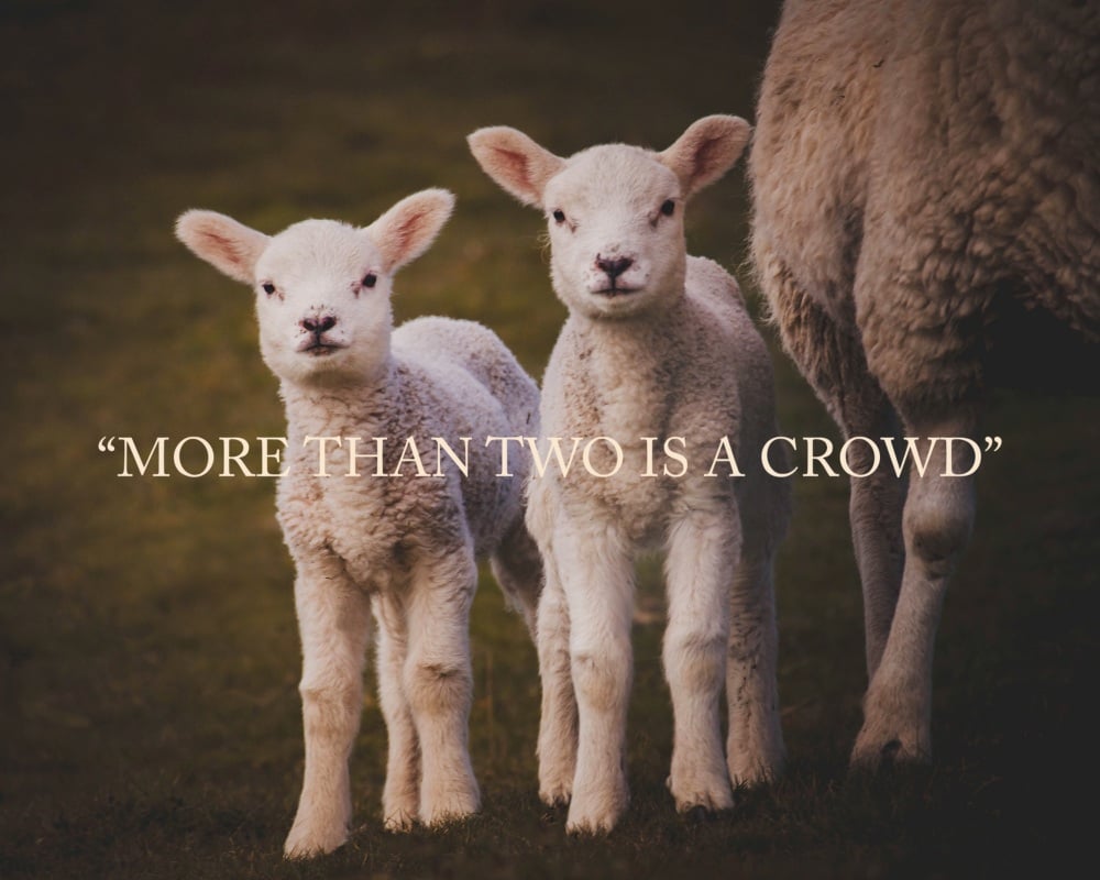 'More Than Two Is A Crowd' Fine Art matted Print (10inch x 8inch print) (mounted upto 12inch x 10inch)