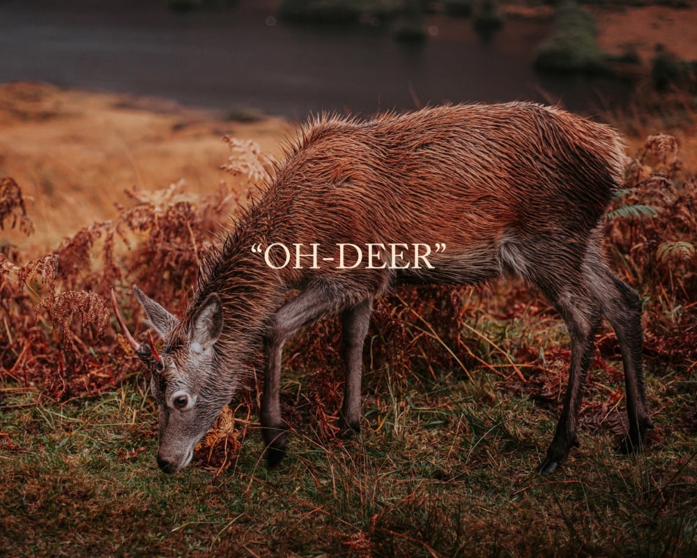 'Oh-Deer' Fine Art matted Print (10inch x 8inch print) (mounted upto 12inch x 10inch)