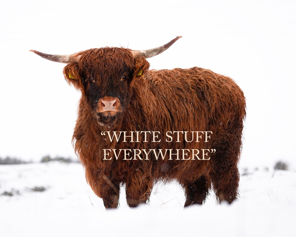 'White Stuff Everywhere' Highland Cow Fine Art matted Print (10inch x 8inch print) (mounted upto 12inch x 10inch)