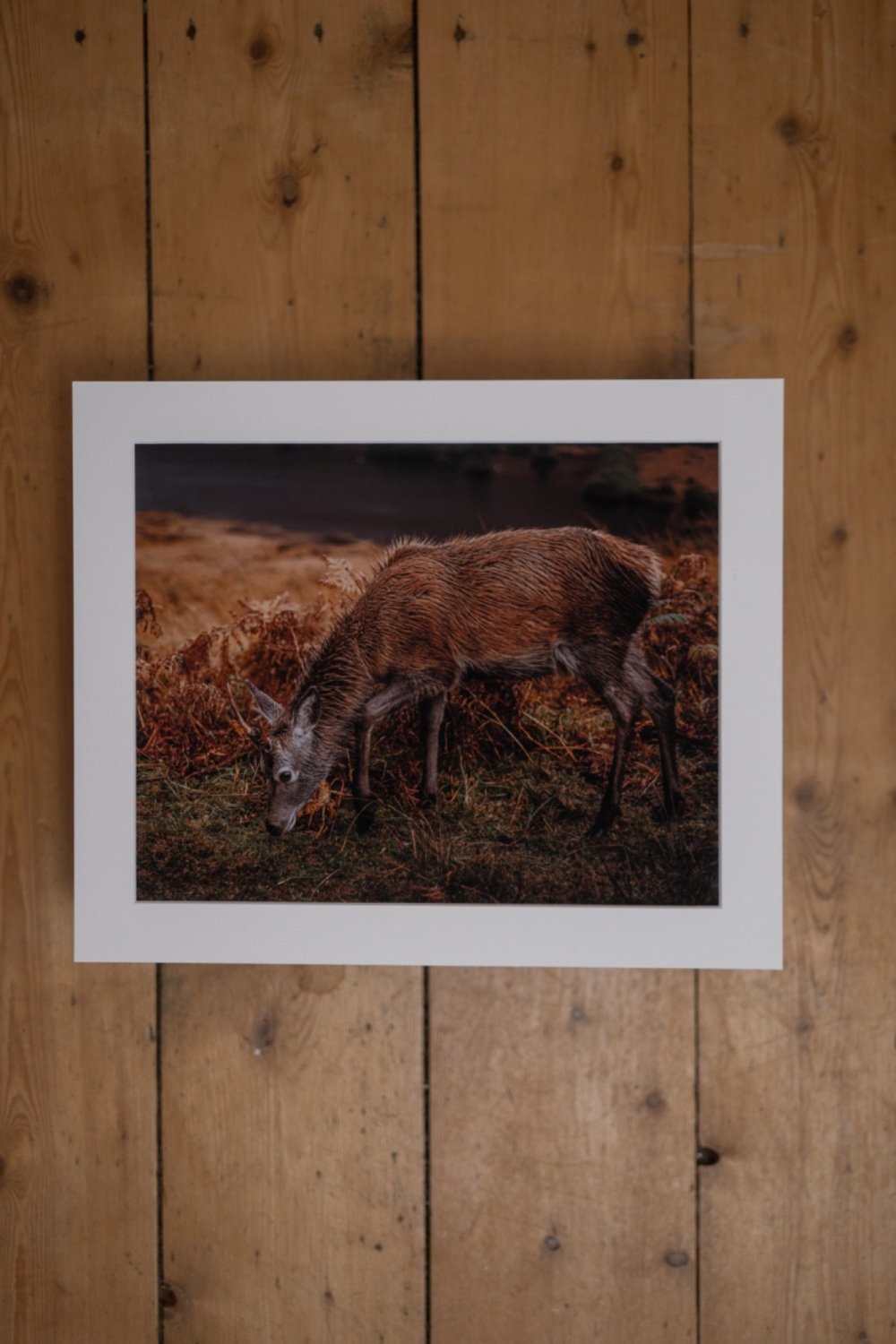 'Oh-Deer' Fine Art matted Print (10inch x 8inch print) (mounted upto 12inch