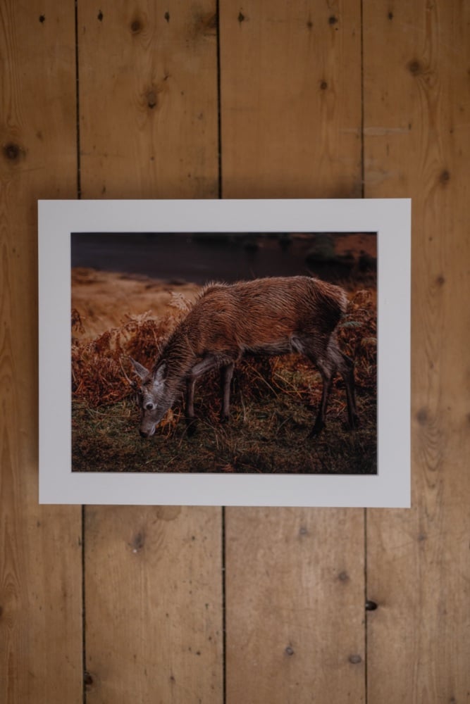 'Oh-Deer' Fine Art matted Print (10inch x 8inch print) (mounted upto 12inch x 10inch)