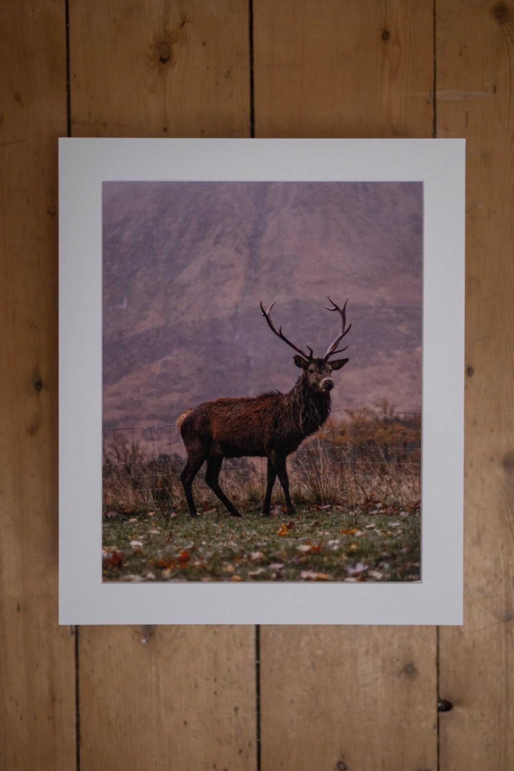 'Vintage, Stag-Doo, Scotland' Fine Art matted Print (10inch x 8inch print) 