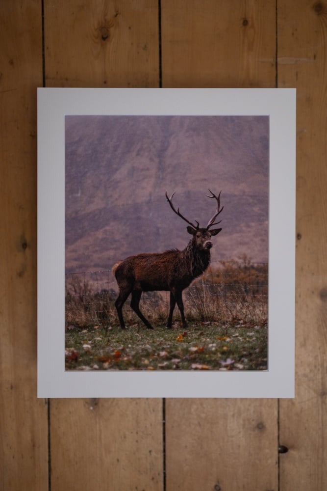 'Vintage, Stag-Doo, Scotland' Fine Art matted Print (10inch x 8inch print) (mounted upto 12inch x 10inch)