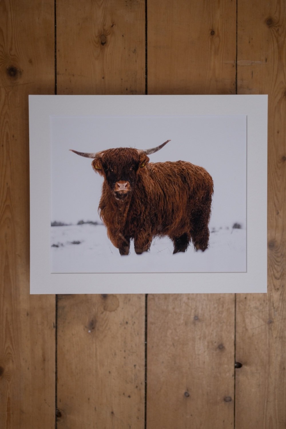 'White Stuff Everywhere' Highland Cow Fine Art matted Print (10inch x 8inch