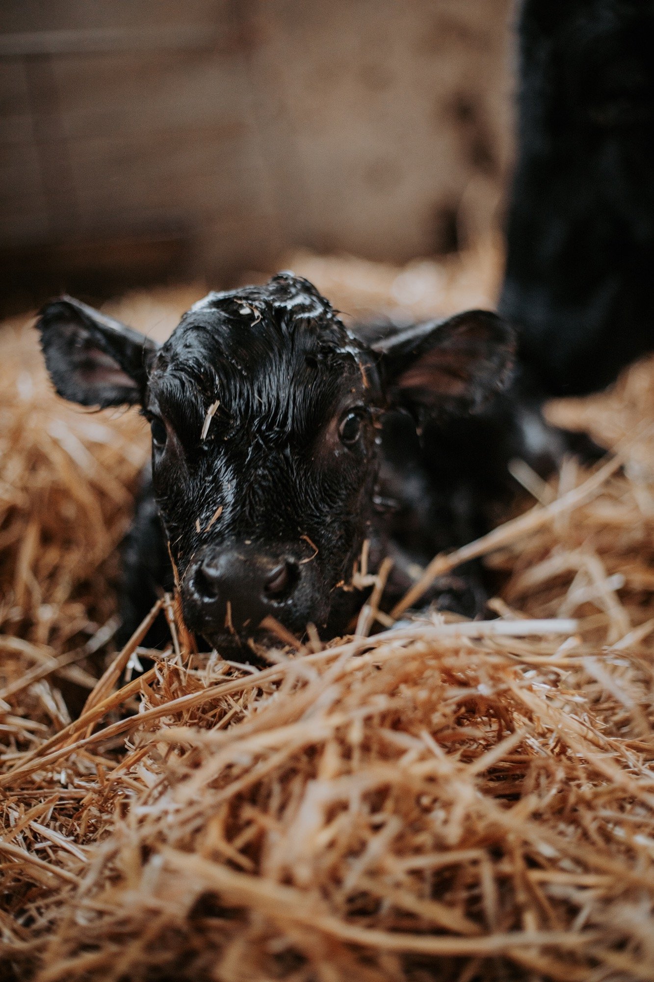 New Born Calf