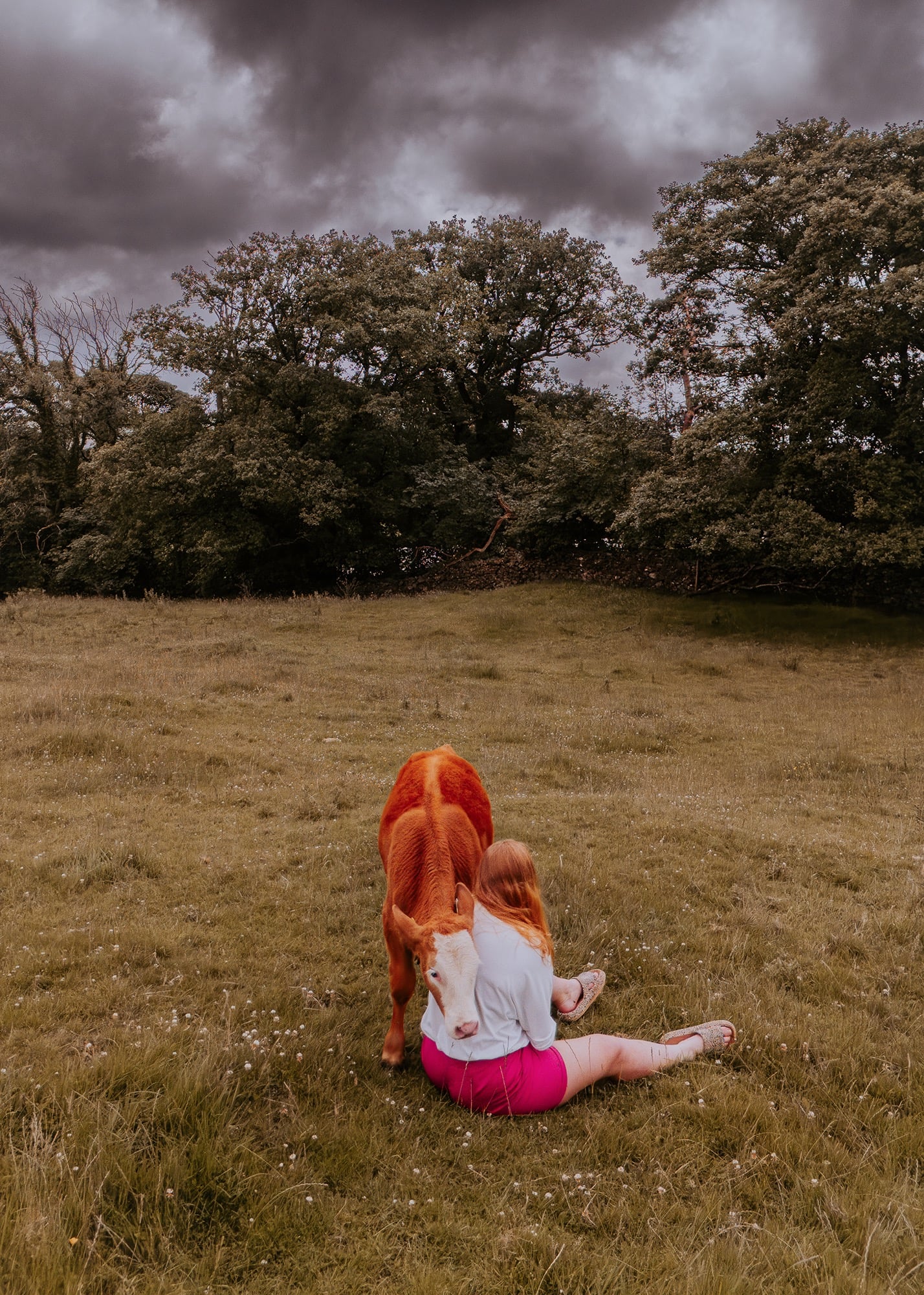 Farm Girl, calf in field, Cartmel Fell.jpg