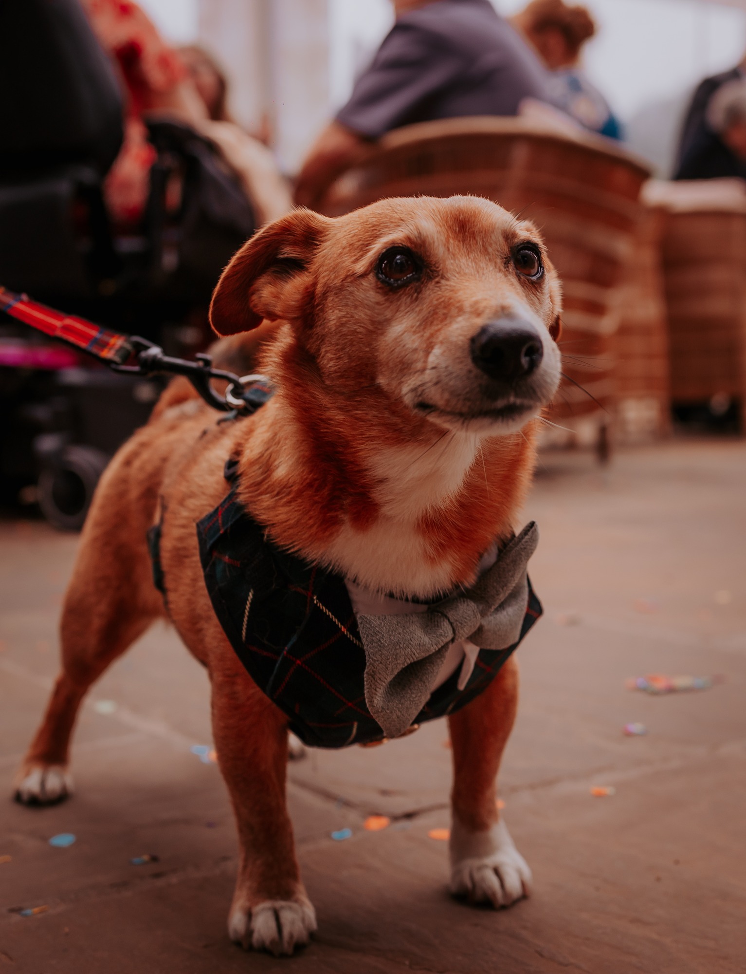 Small dog at dog friendly wedding venue