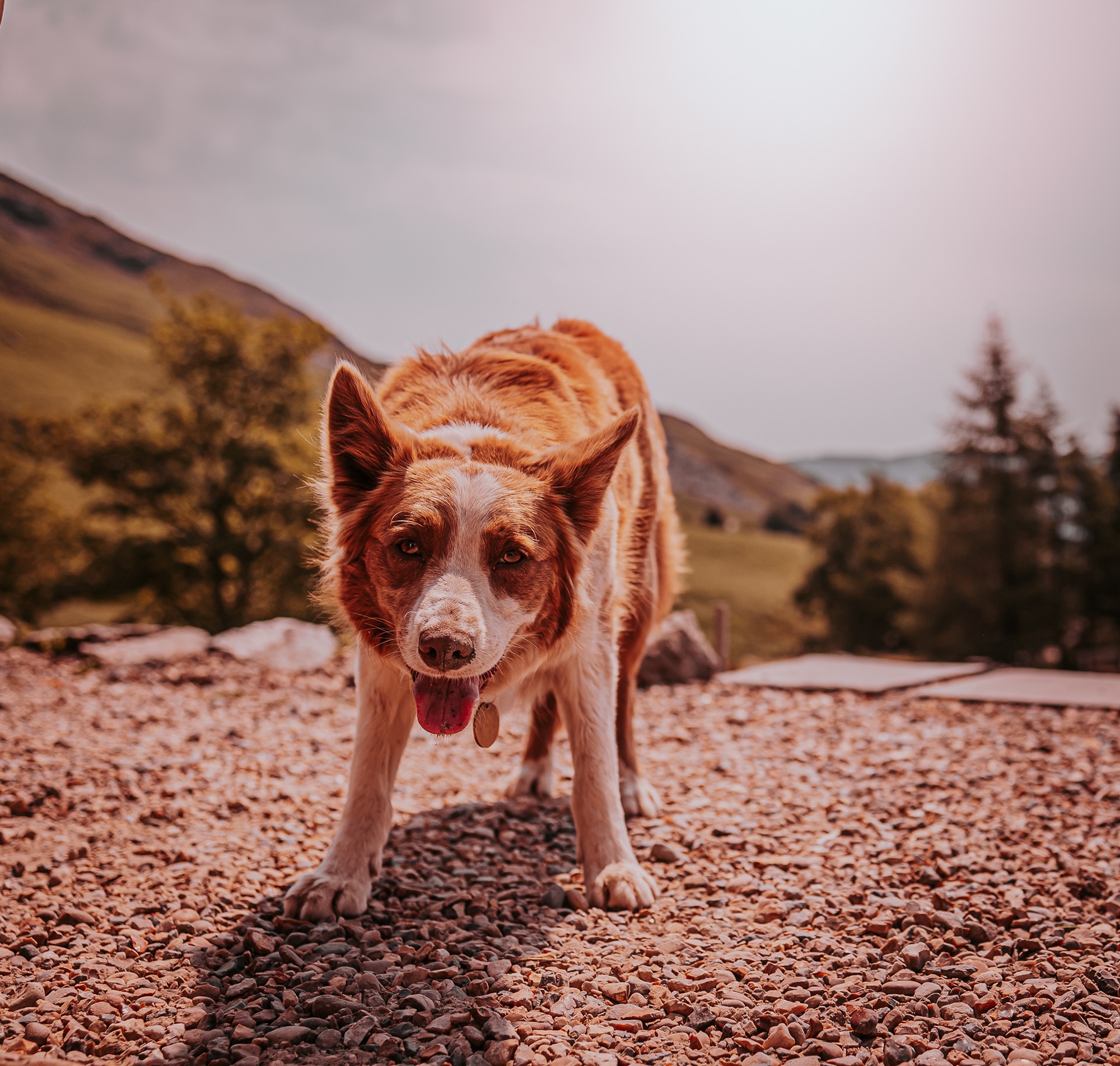 Border Collie on site at Coppermines Mountain Weddings, a dog friendly wedding venue in the Lake District