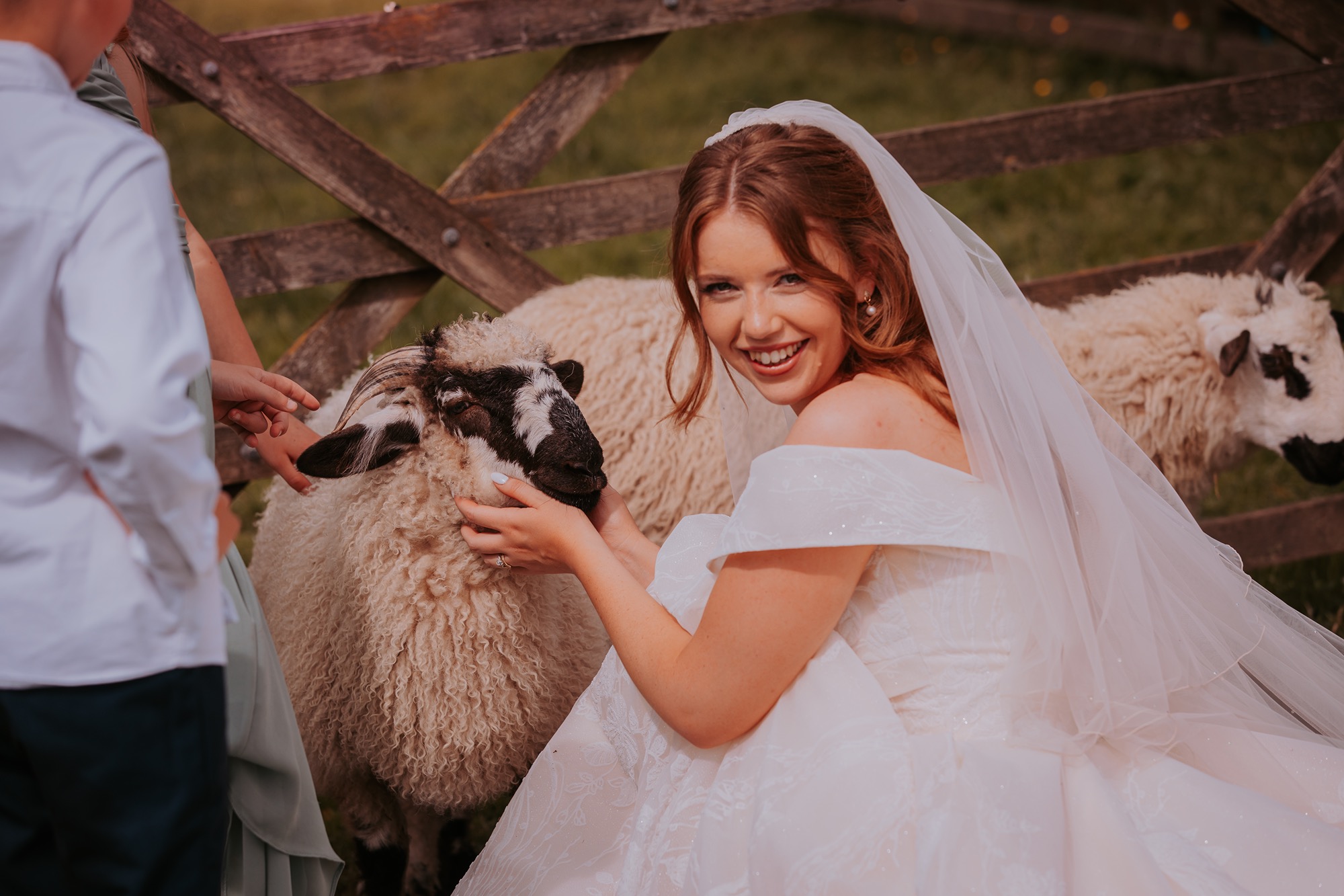 bride poses with pet sheep at farm wedding, North Yorkshire