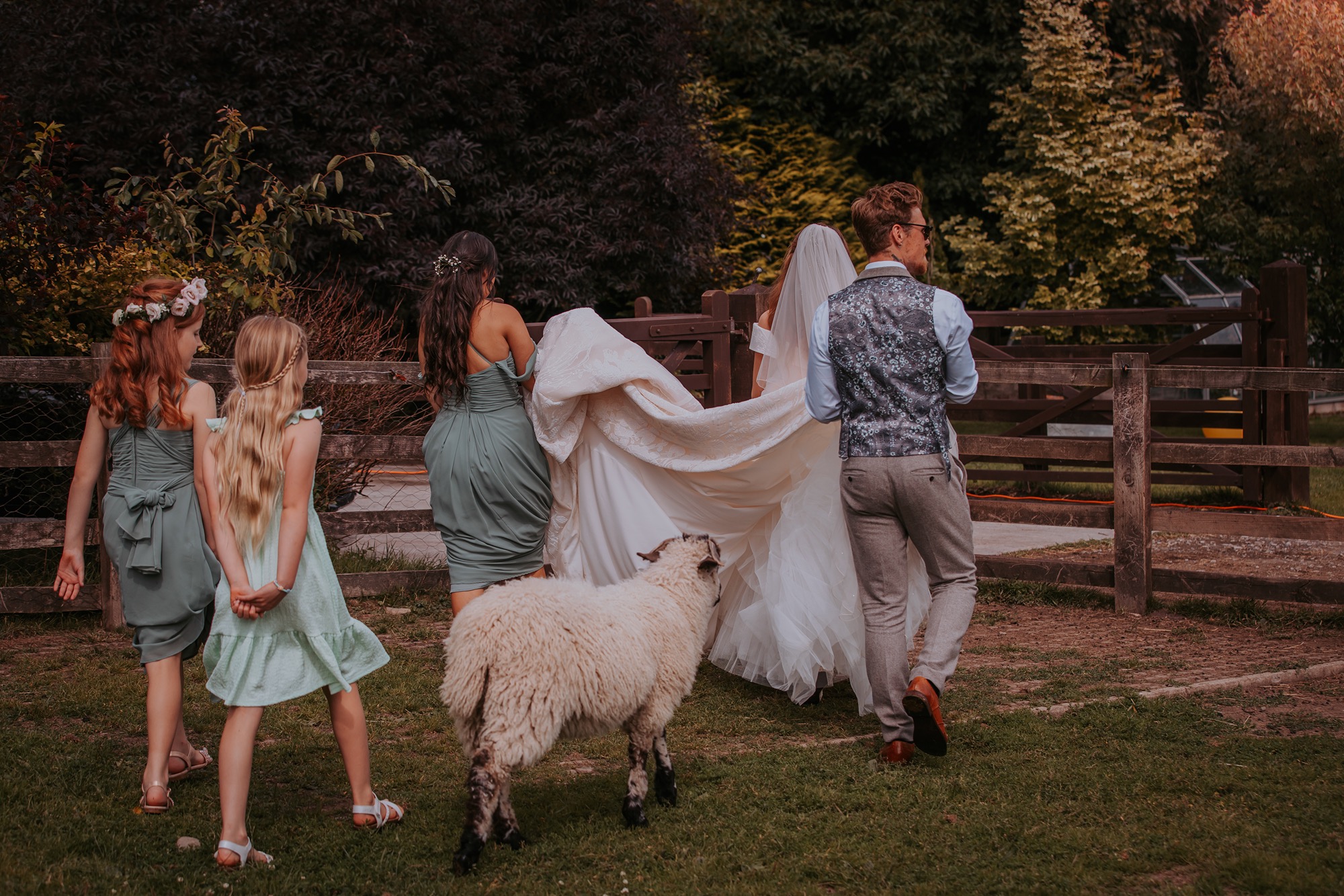pet sheep follows bride at country wedding, North Yorkshire