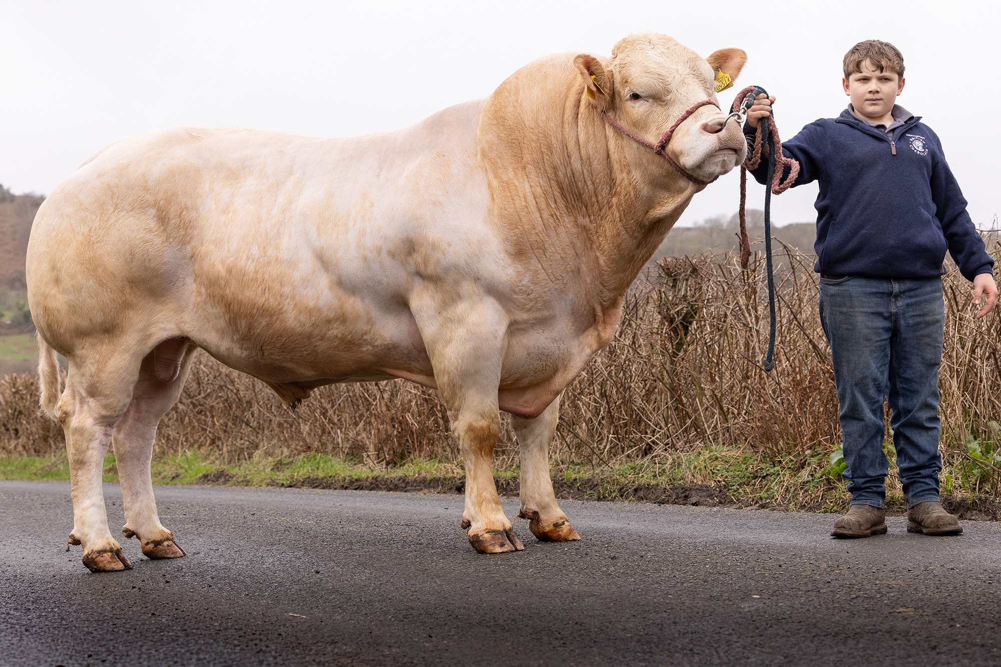 Professional livestock photographer, North West livestock photographer