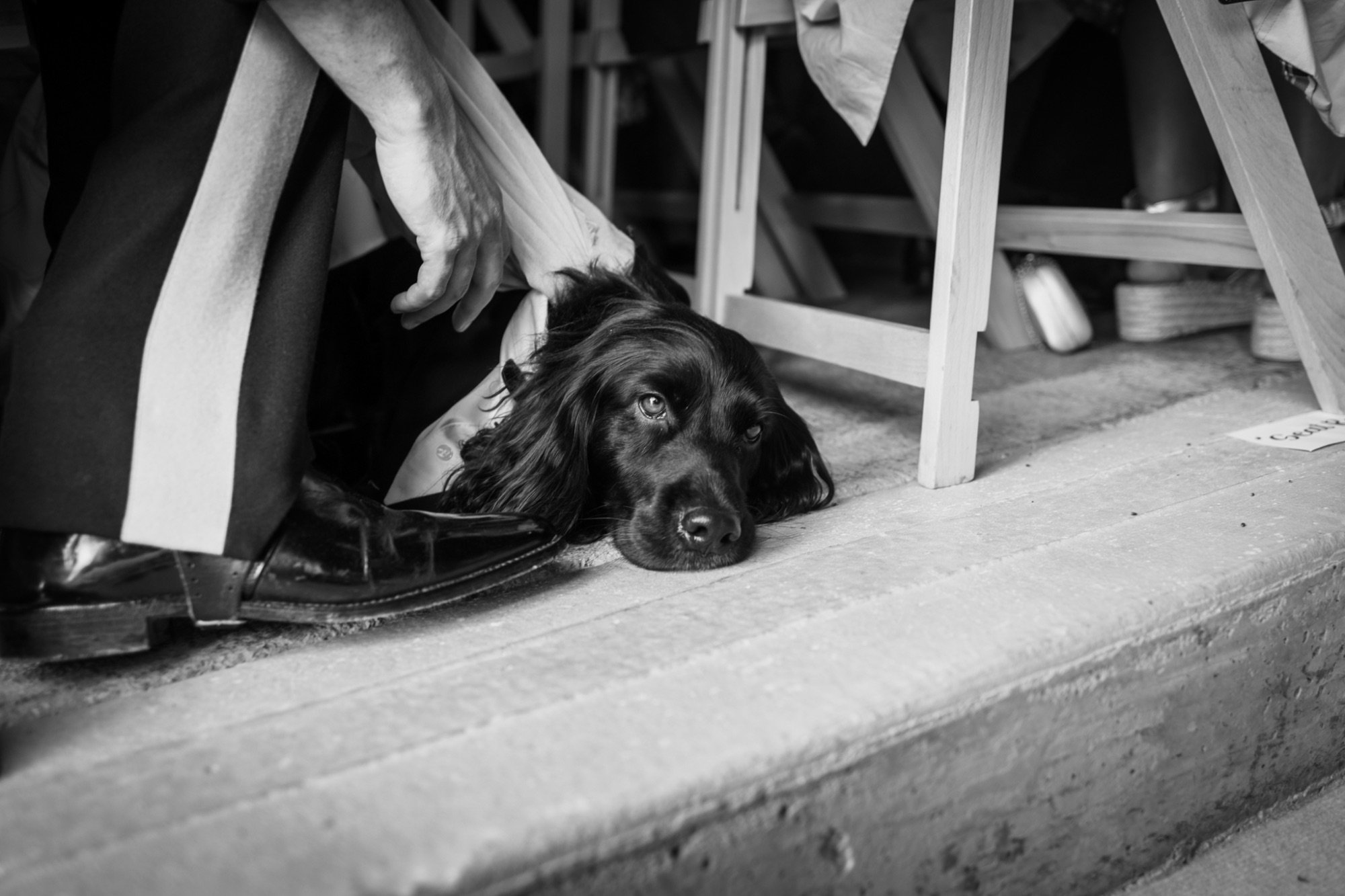 Dog resting during wedding ceremony at Fairbank wedding barn, Staveley