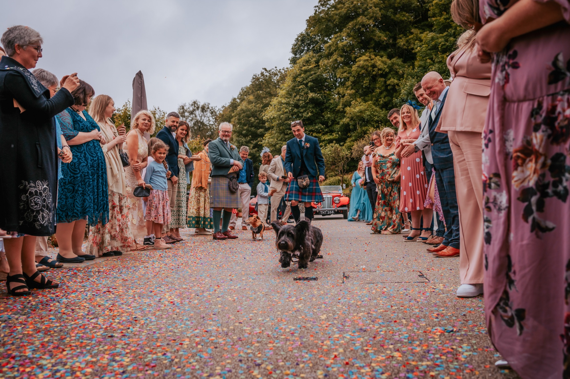Dog walks down confetti Aisle at Town Head Estate wedding
