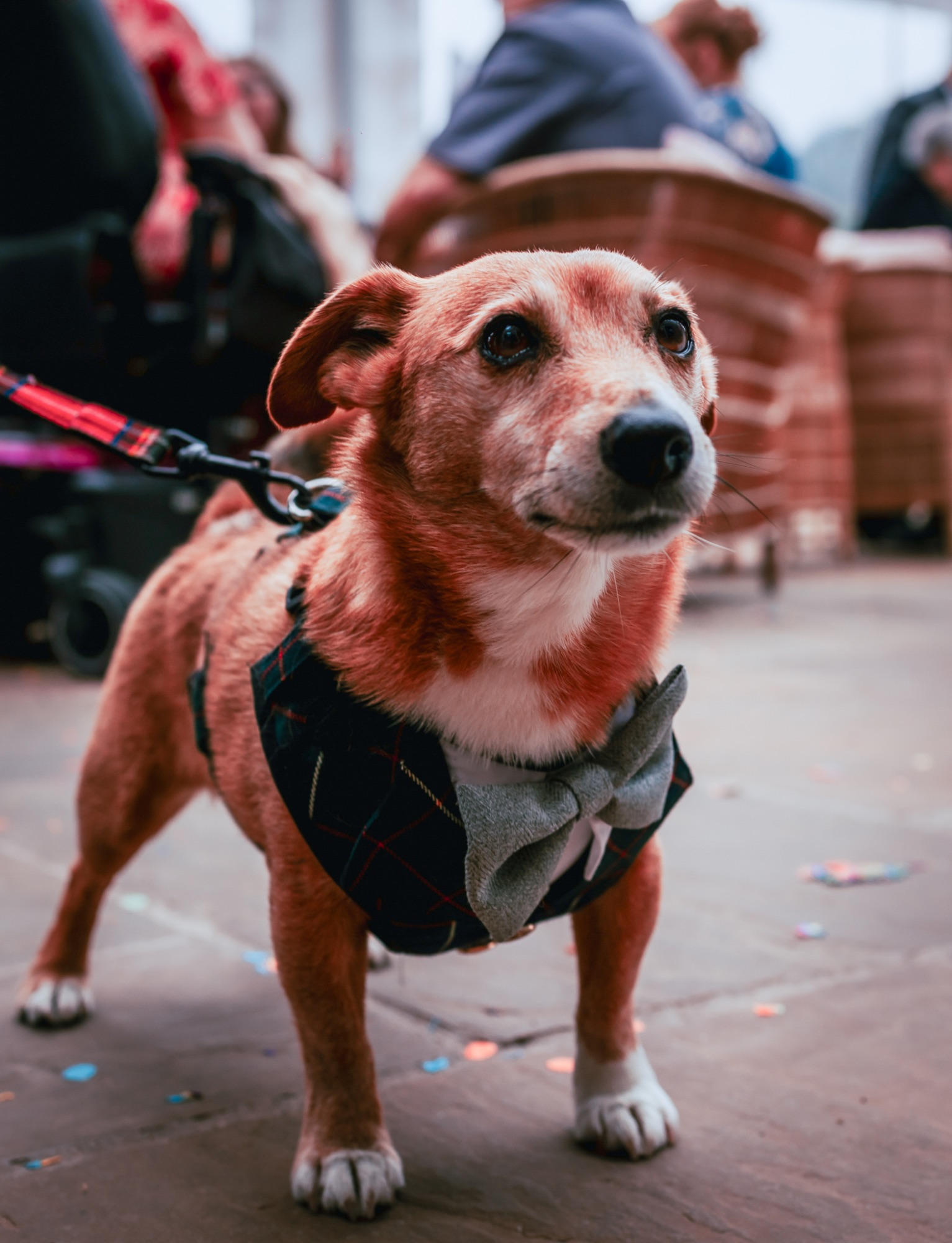 Little dog, in dog attire for wedding ceremony at Town Head Estate 