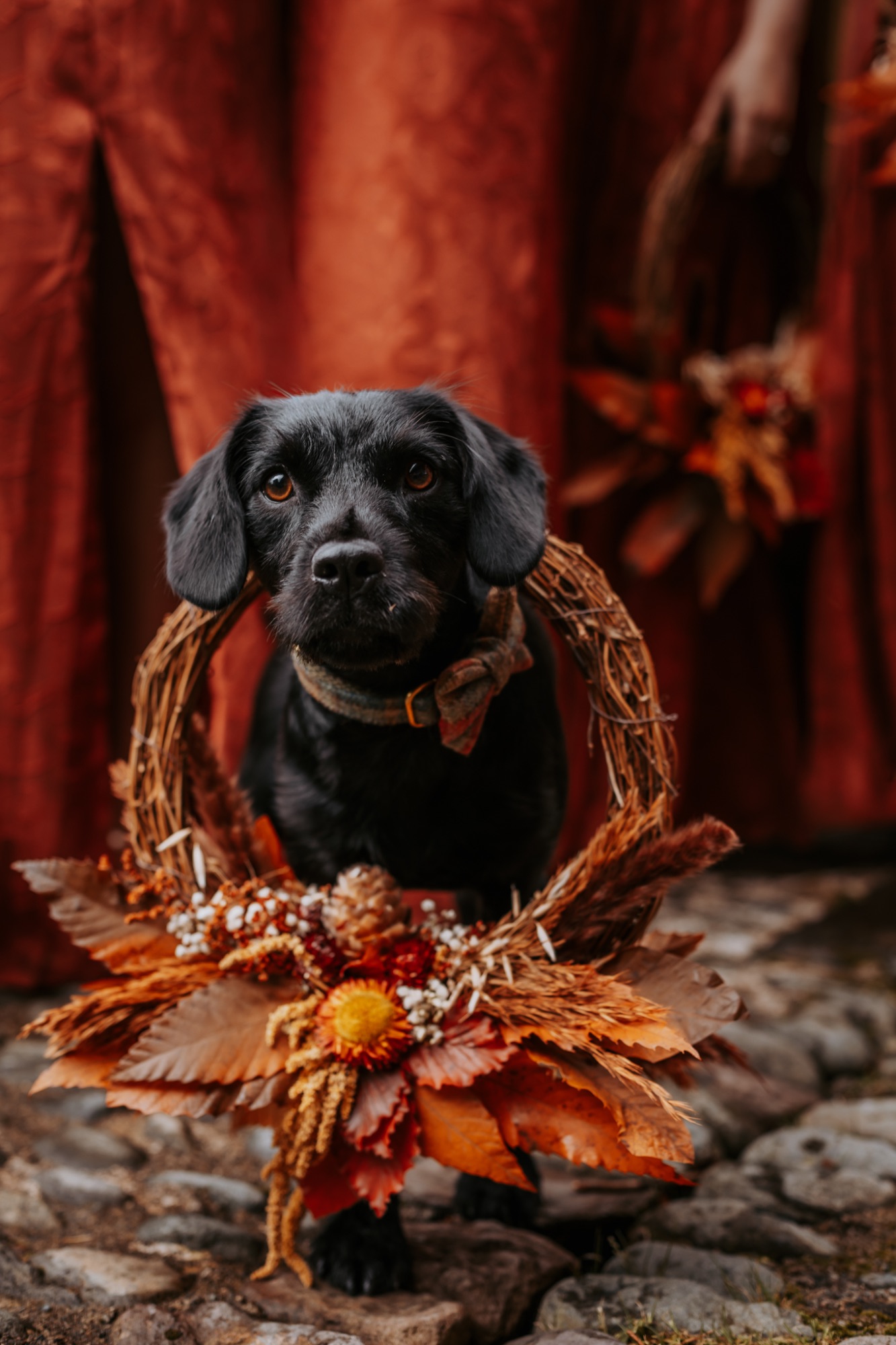 Puppy with wedding attire collar