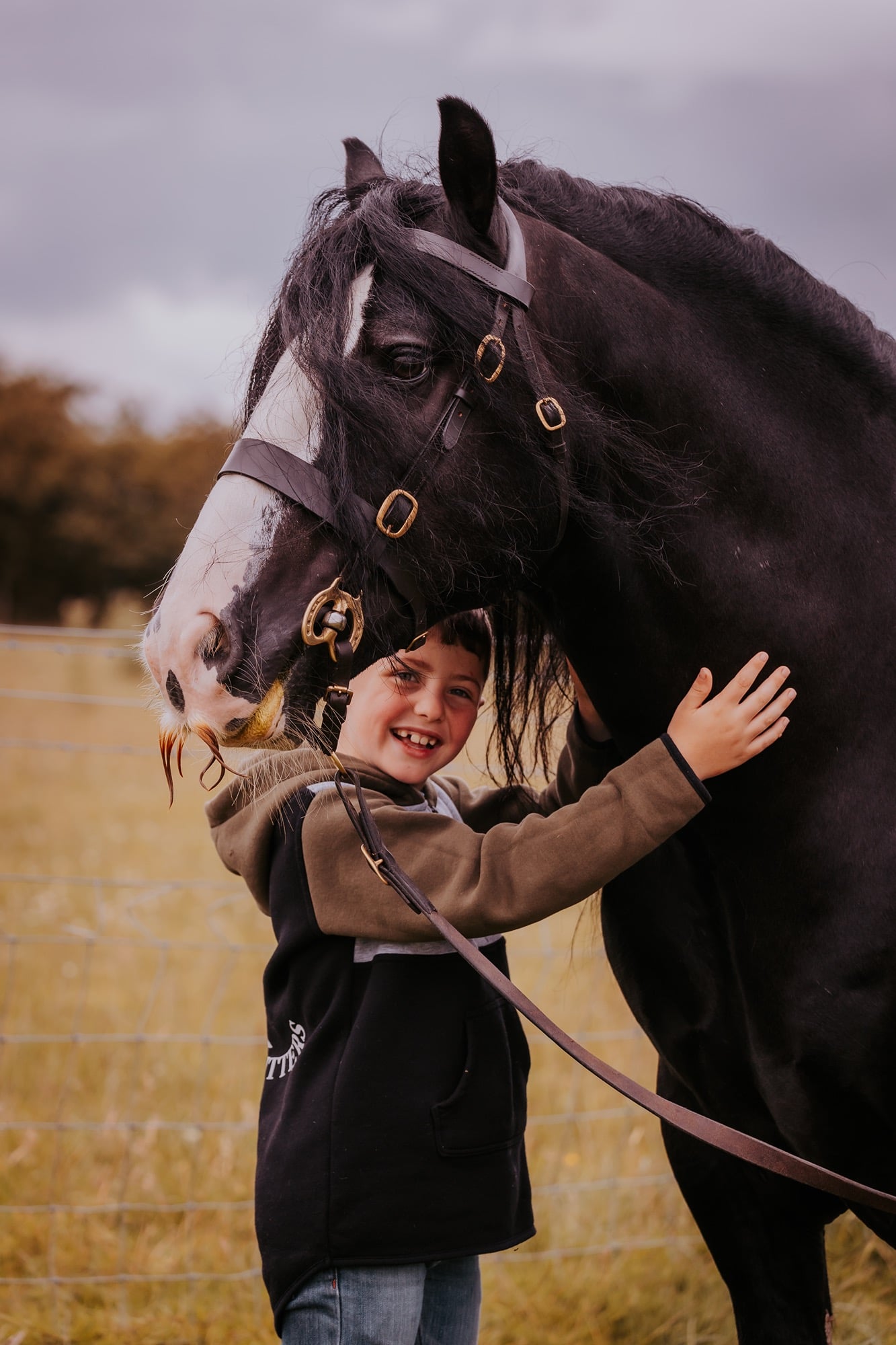 Little bog cuddle cob horse in a field