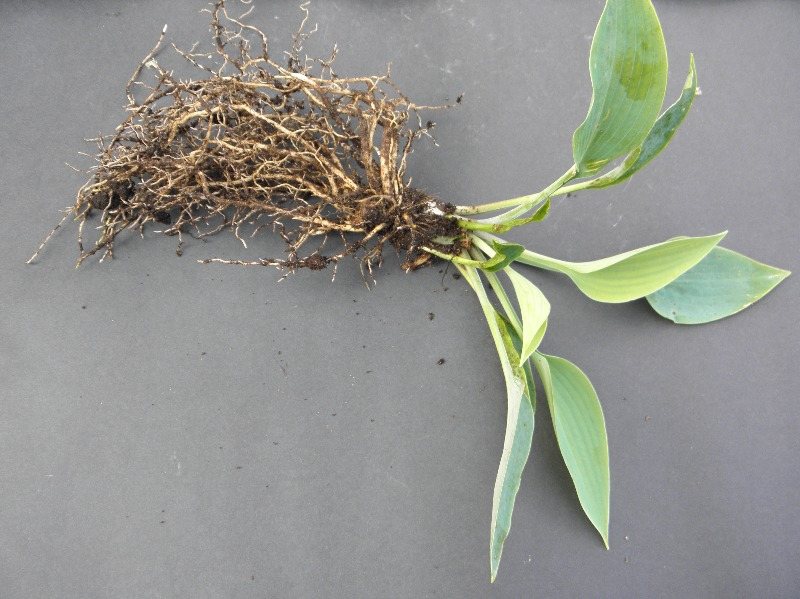 your plant with root system