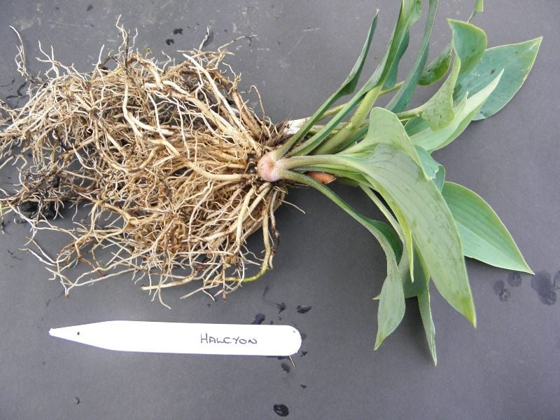 your plant during root inspection