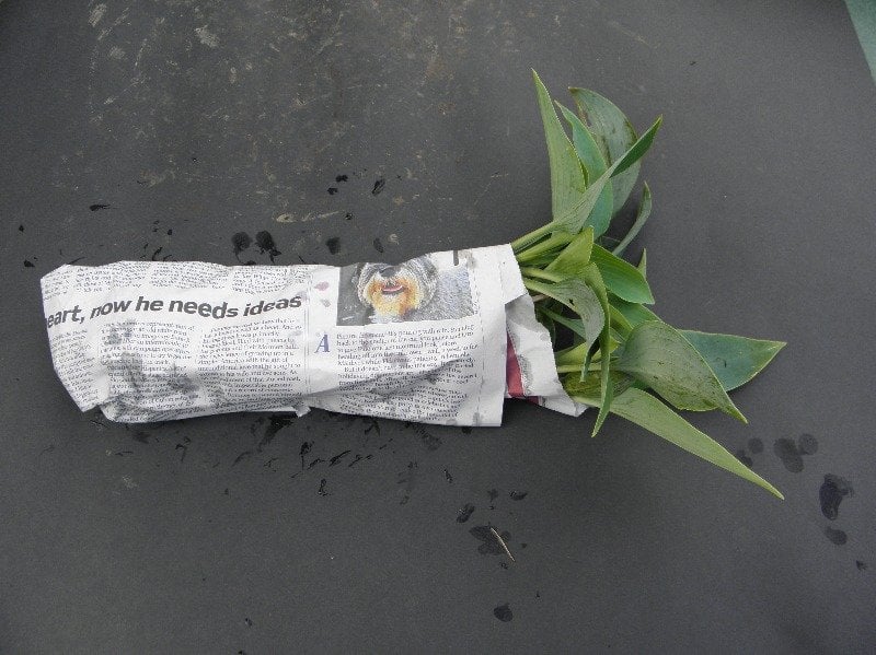 your plant after being wrapped in newspaper