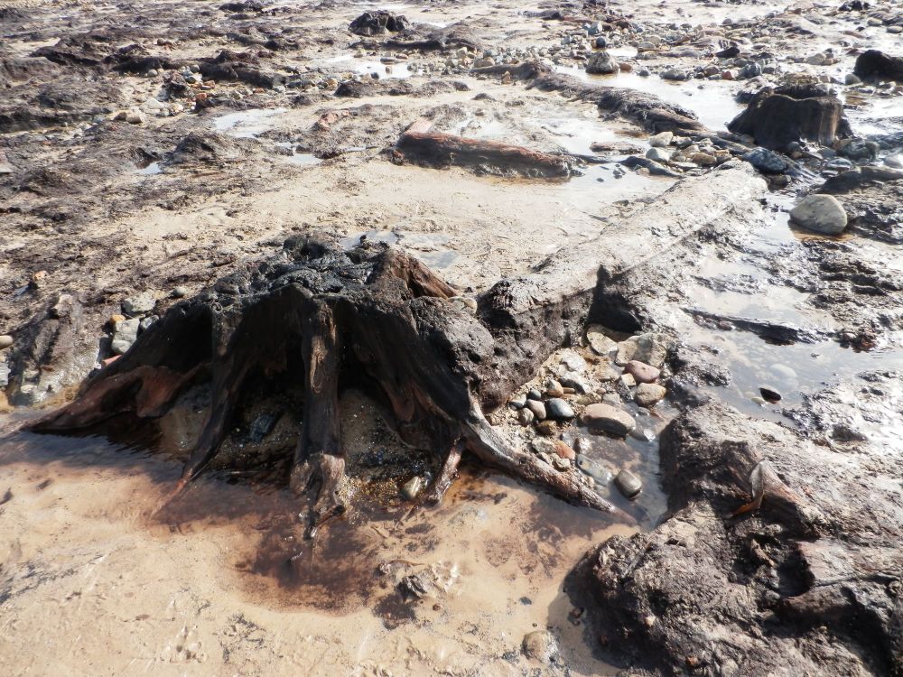 The County Durham Fossil Page