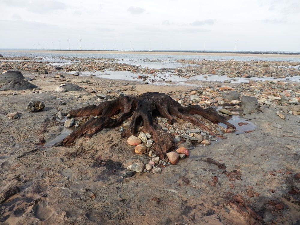The County Durham Fossil Page
