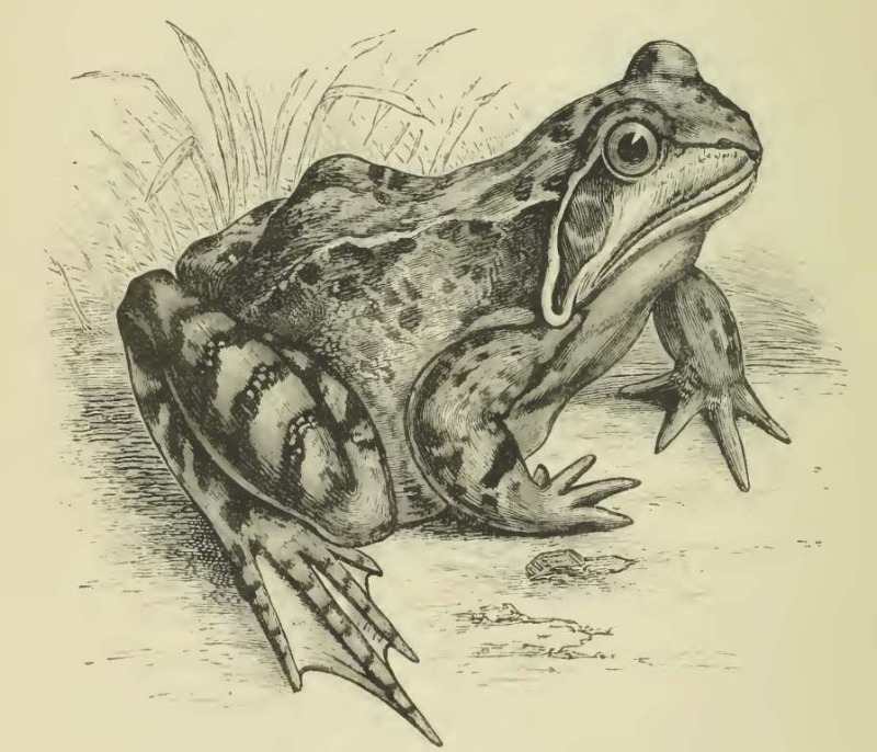 frog drawing comp