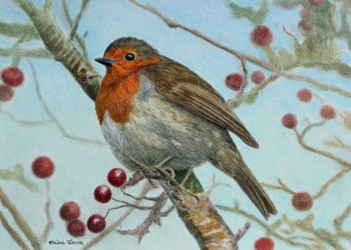 (W115A) Robin in a Hawthorn Tree (original pencil drawing)
