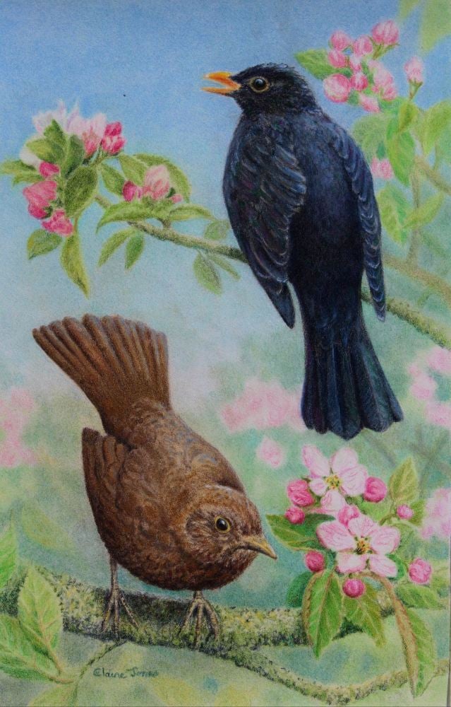 (W116A) Sing to Me Mr Blackbird (original pencil drawing)