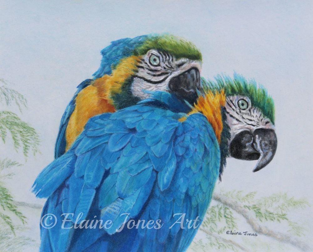 (W118A)  Macaw Mischief (original pencil drawing, mounted/matted ready to f