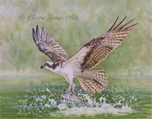 (W119A) Osprey Fishing (original pencil drawing, unframed)