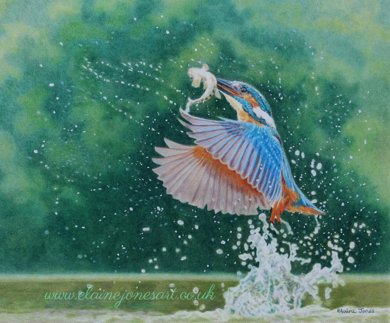 (W120A)  Kingfisher Explosion (original pencil drawing, unframed)