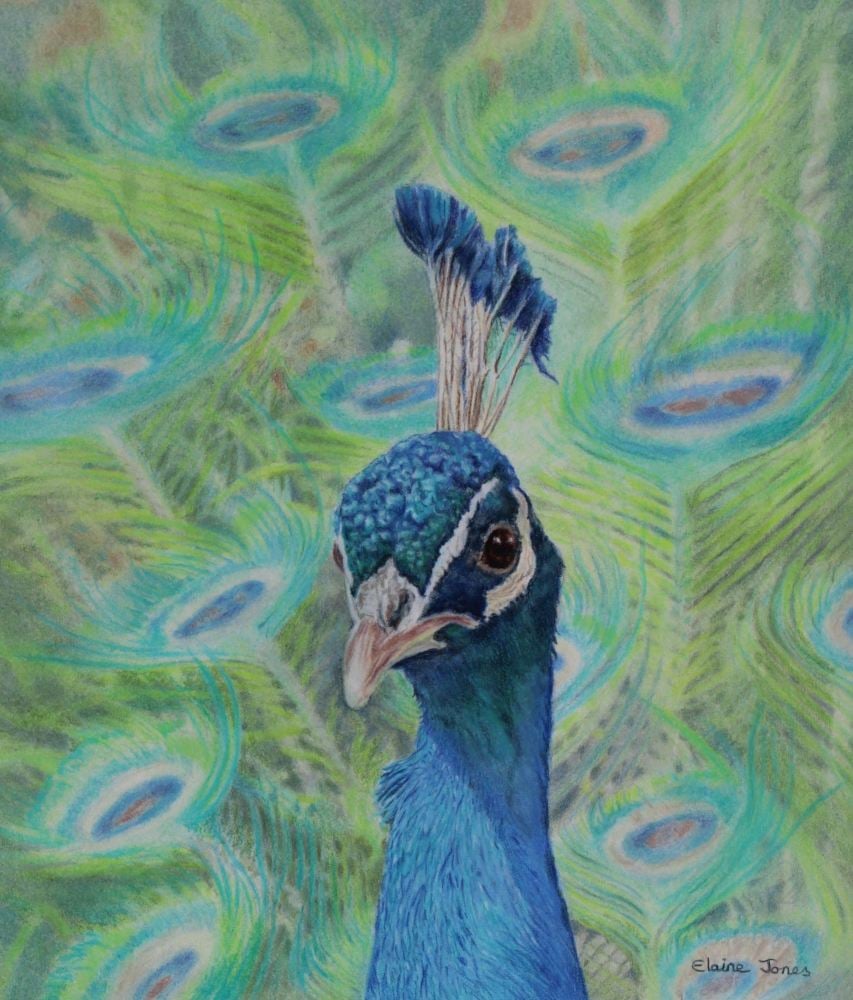 (W122A)  Peacock Portrait (original pencil drawing, unframed)