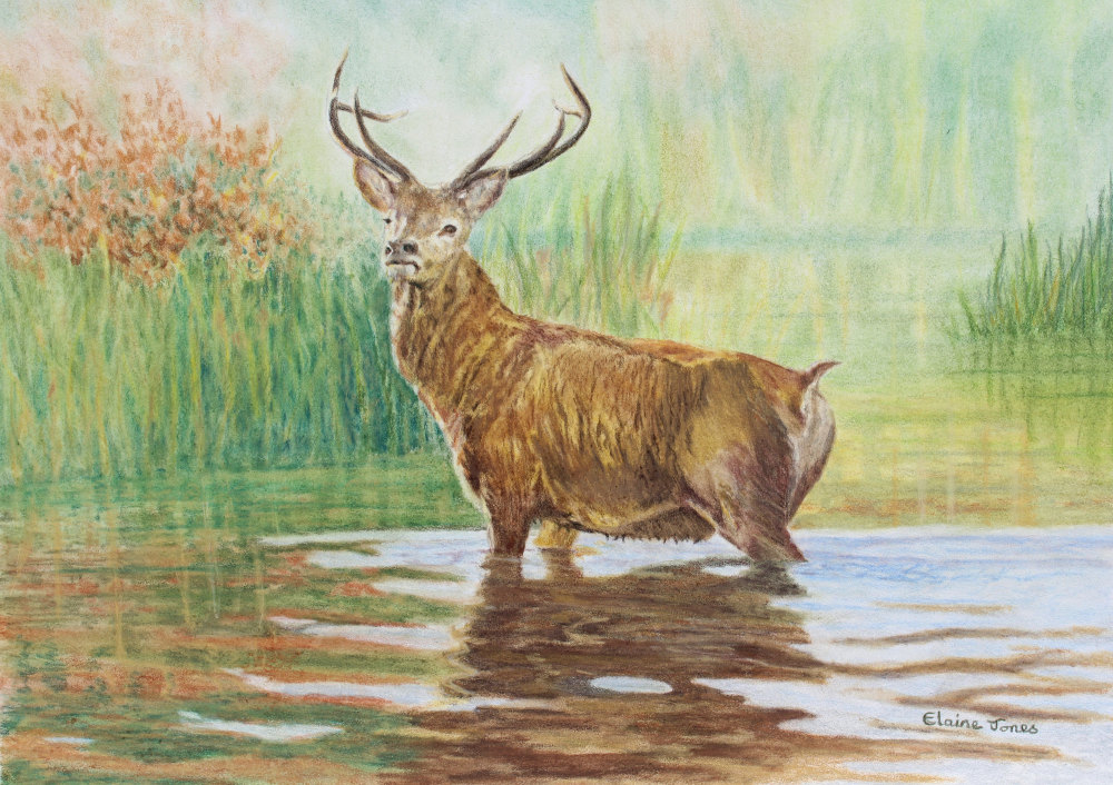 (W121A)  Red Deer Stag in Autumn (original pencil drawing, unframed)