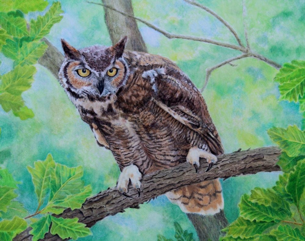 (W123A)  Great Horned Owl (original pencil drawing, unframed)