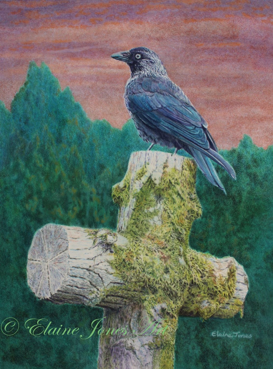 (B127A)  Jackdaw on the old mossy cross