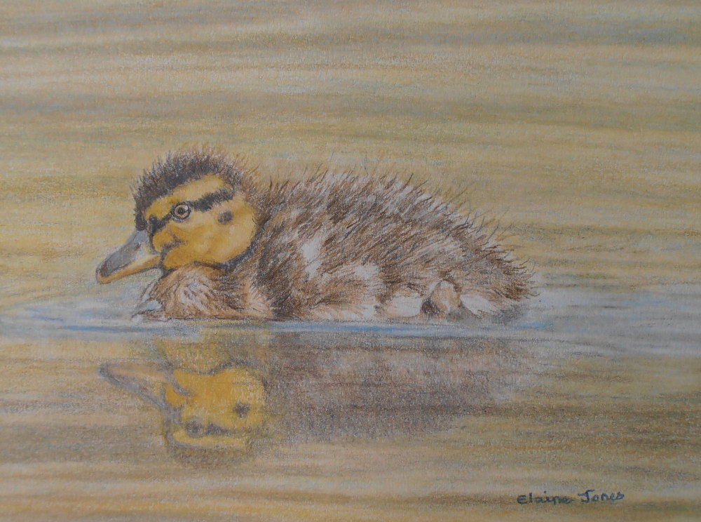 (W104A) Fluffy Duckling (Original Coloursoft crayon painting)