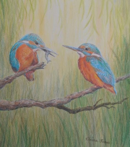 (W108A) Kingfisher Pair (Original Coloursoft crayon painting)