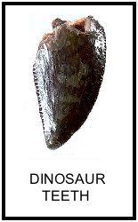 dino fossils