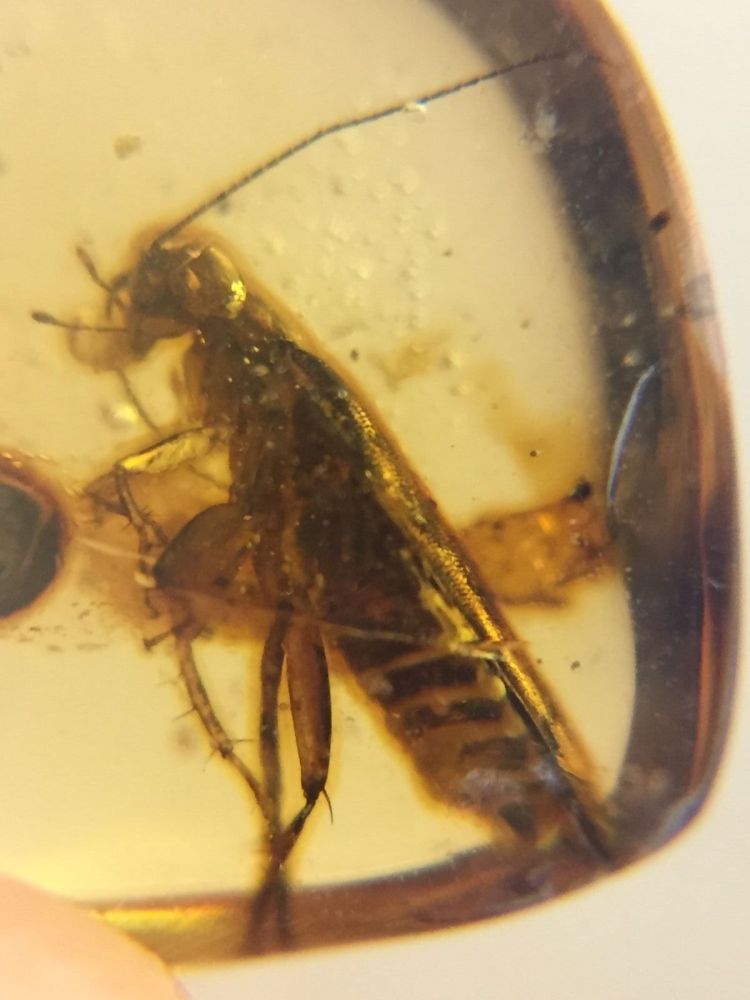 Burmite Amber with Cockroach Inclusion
