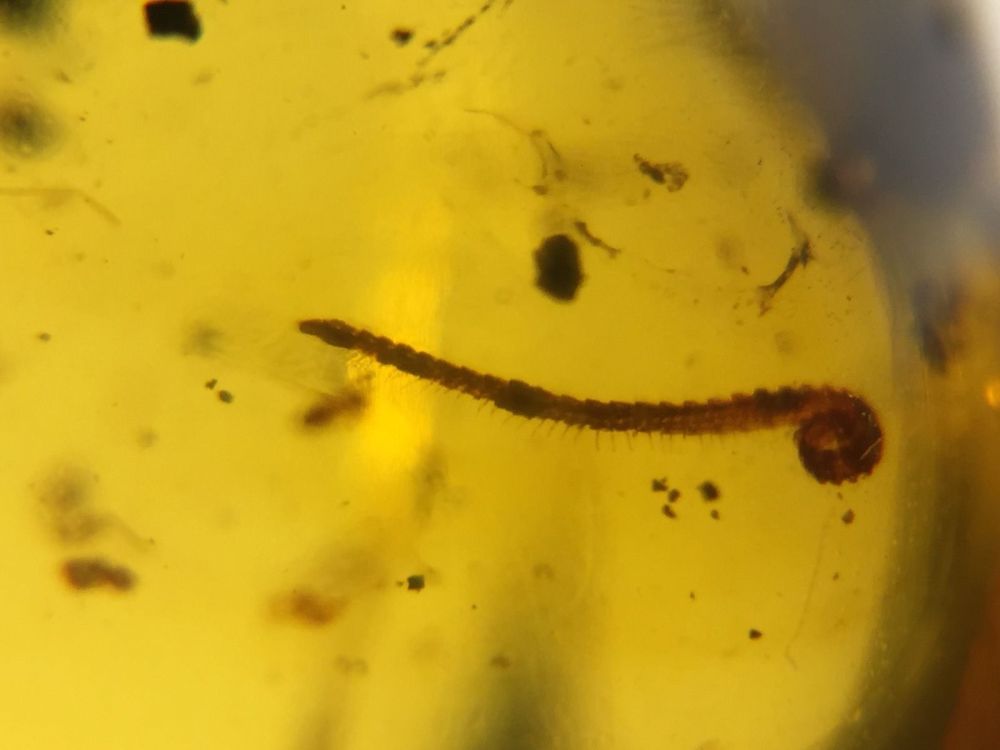 Burmite Amber with Millipede Inclusion