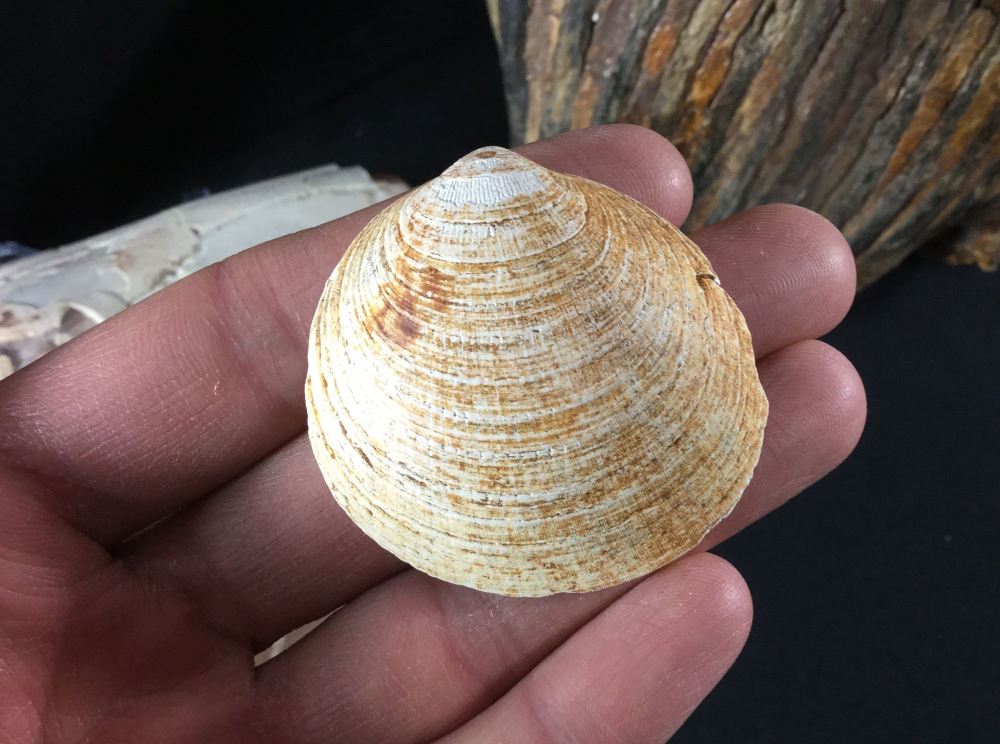 Glycymeris Bivalve, UK 10