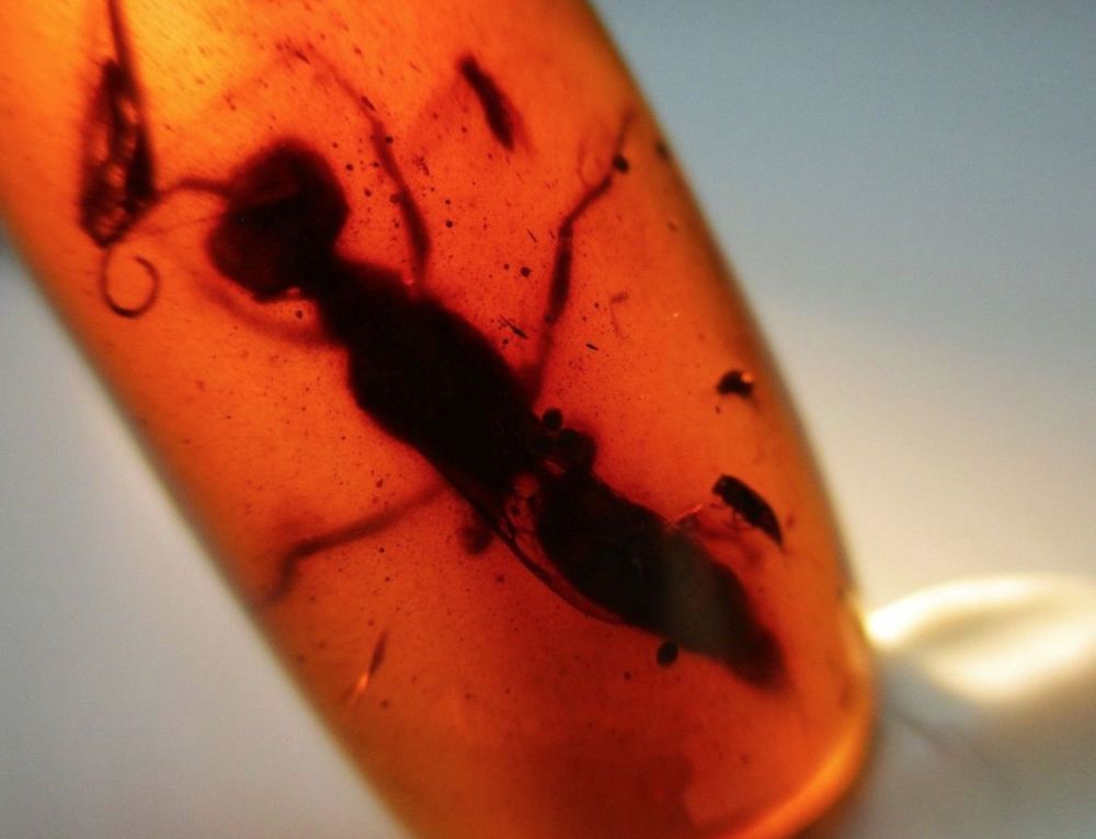 Burmite Amber with Huge Wasp Inclusion