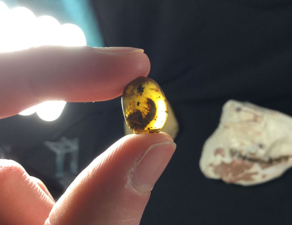 Burmite Amber with Millipede Inclusion #02