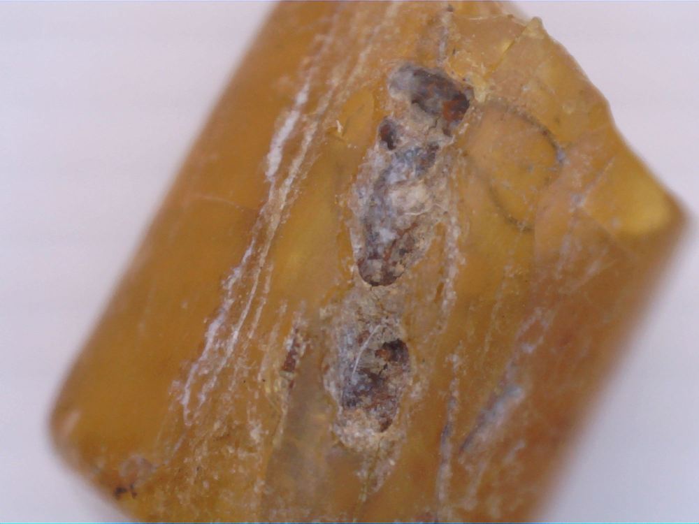 New Jersey Amber with Wasp Inclusion