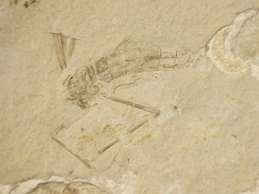 Fossil Insect, Liaoning (China) #02