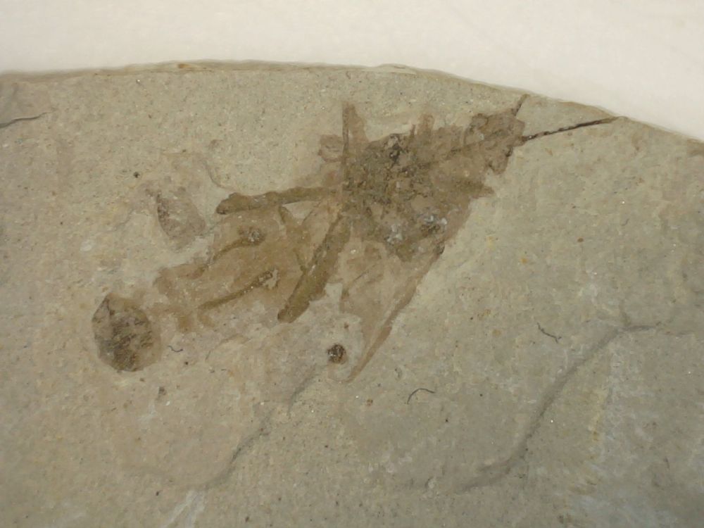 Fossil Insect, Liaoning (China) #11