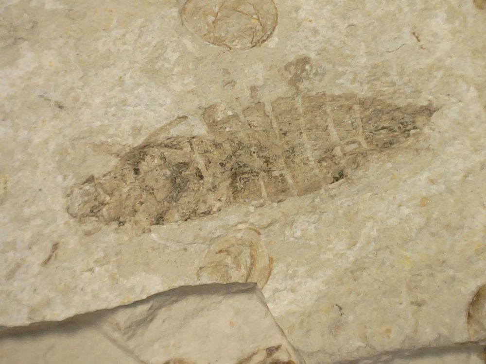 Fossil Insect, Liaoning (China) #14 - Larvae
