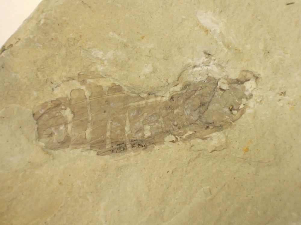 Fossil Insect, Liaoning (China) #15
