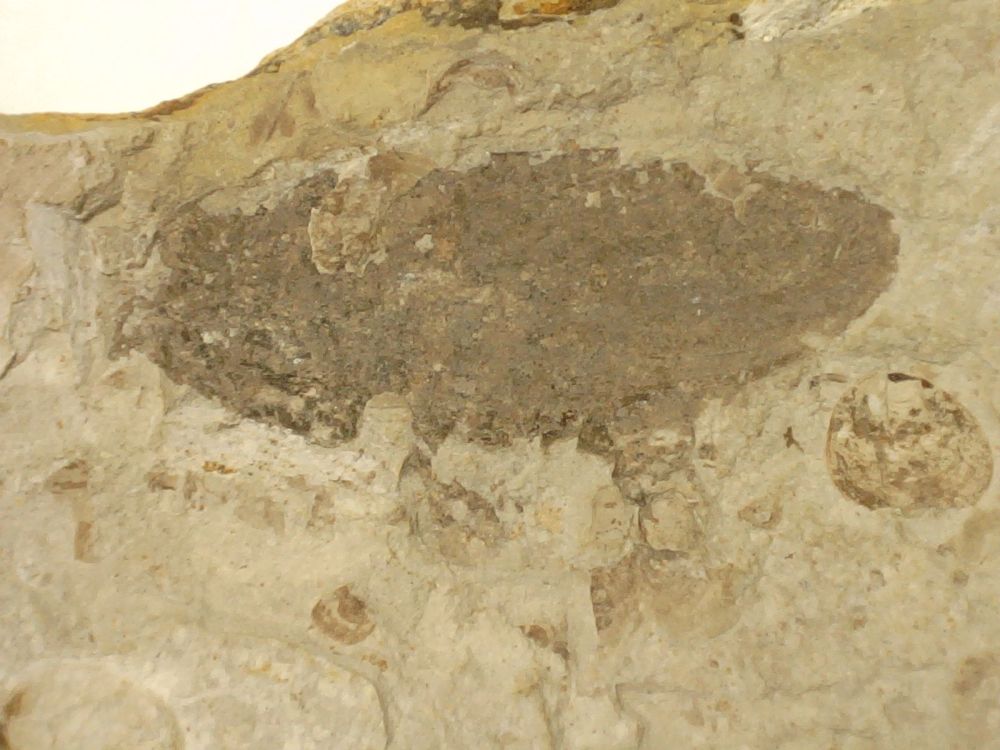 Fossil Insect, Liaoning (China) #18